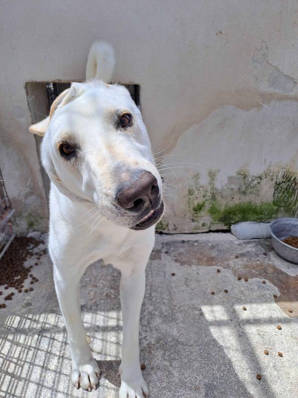 Minerva giovane cagnoletta sui 23 kg in cerca di casa Foto 8